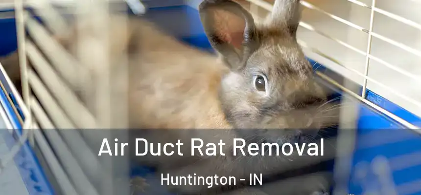  Air Duct Rat Removal Huntington - IN